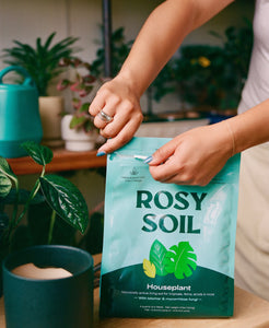 Rosy Soil, Houseplant
