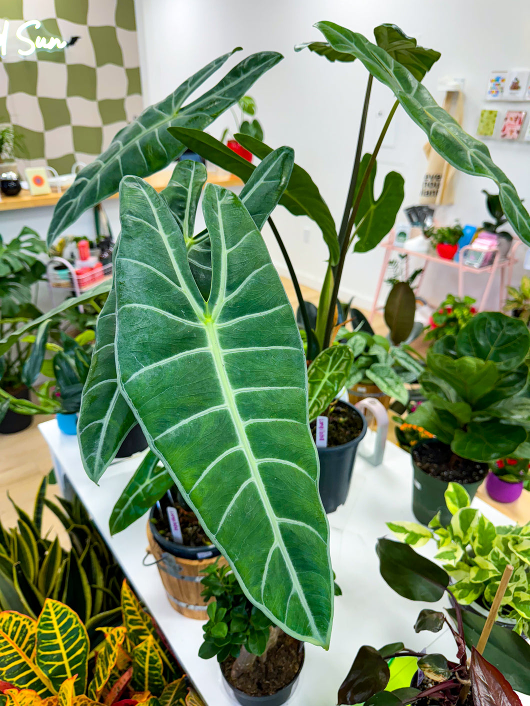 Alocasia Longiloba