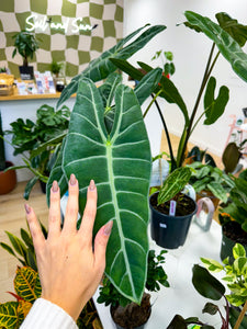 Alocasia Longiloba