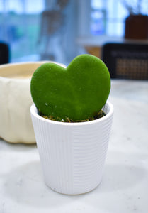 Hoya, Kerrii ‘Sweetheart’ with Ceramic Pot (Pet Friendly)