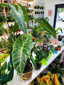 Alocasia Longiloba