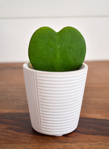 Hoya, Kerrii ‘Sweetheart’ with Ceramic Pot (Pet Friendly)