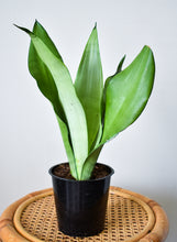 Load image into Gallery viewer, Sansevieria, Moonshine
