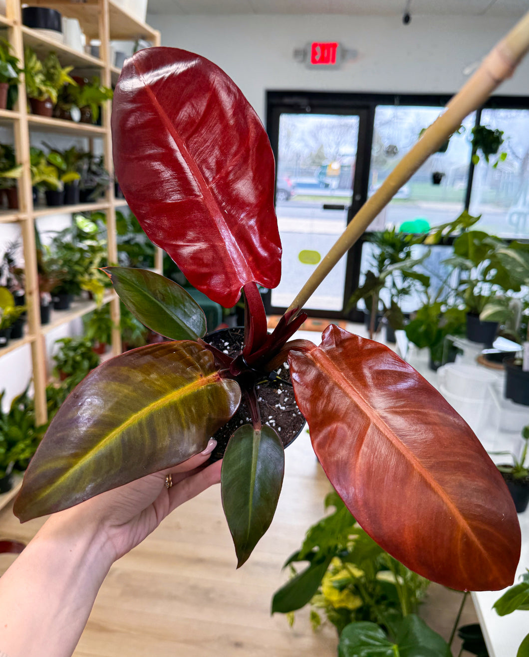 Philodendron, Sun Red