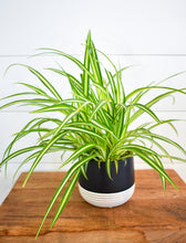 Load image into Gallery viewer, Spider Plant (Pet Friendly)

