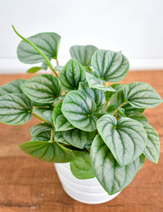 Peperomia, Frost (Pet Friendly)