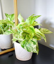 Load image into Gallery viewer, Pothos, Marble Queen
