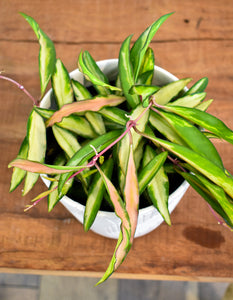 Hoya Wyetti Variegated (Pet Friendly)