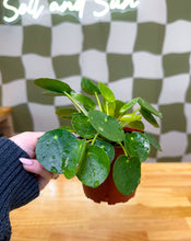 Load image into Gallery viewer, Pilea Peperomia, Chinese Money Plant
