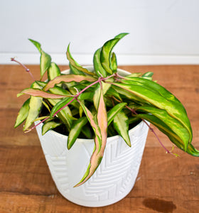 Hoya Wyetti Variegated (Pet Friendly)