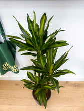 Load image into Gallery viewer, Dracaena, Cintho Variegated
