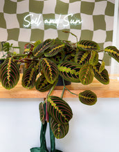 Load image into Gallery viewer, Maranta leuconeura, Red Prayer Plant HB (Pet Friendly)
