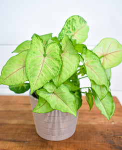 Nephthytis,