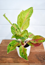 Load image into Gallery viewer, Aglaonema, Chinese Evergreen
