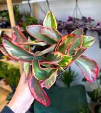 Load image into Gallery viewer, Peperomia, Ginny ‘Tricolor’ (Pet Friendly)
