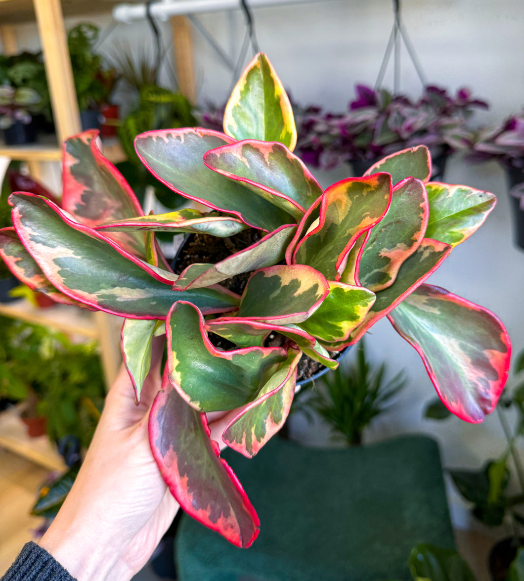 Peperomia, Ginny ‘Tricolor’ (Pet Friendly)