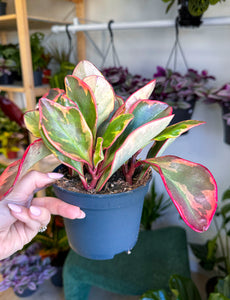 Peperomia, Ginny ‘Tricolor’ (Pet Friendly)