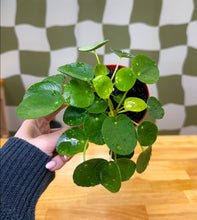 Load image into Gallery viewer, Pilea Peperomia, Chinese Money Plant
