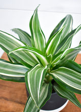 Load image into Gallery viewer, Dracaena, ‘White’
