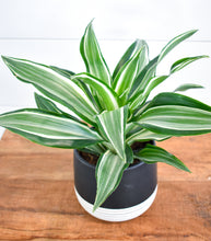Load image into Gallery viewer, Dracaena, ‘White’

