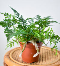 Load image into Gallery viewer, Fern, Rabbit Foot (Pet Friendly)
