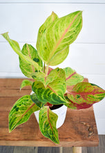 Load image into Gallery viewer, Aglaonema, Chinese Evergreen
