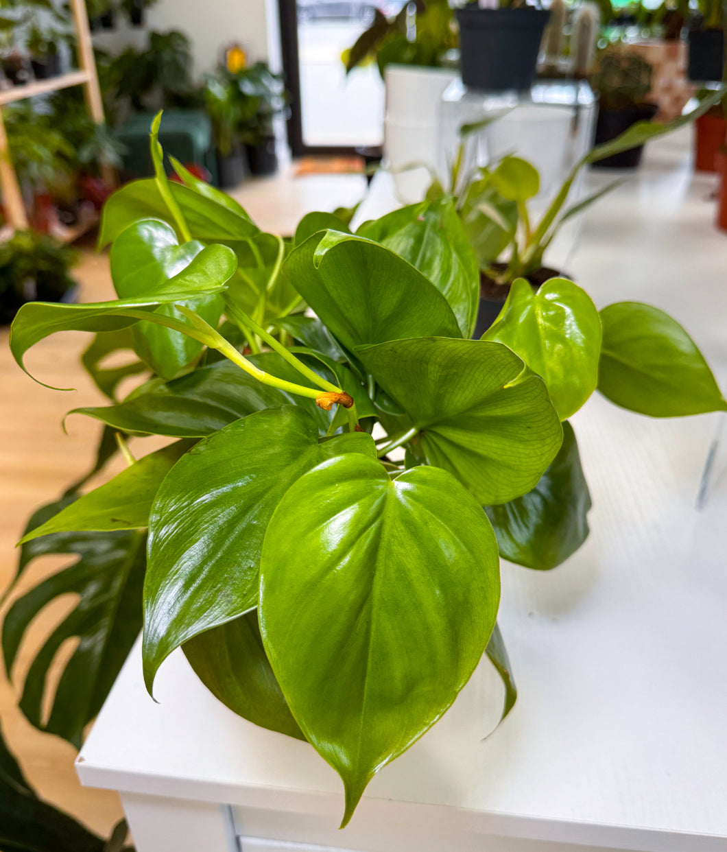 Philodendron, Heart Leaf