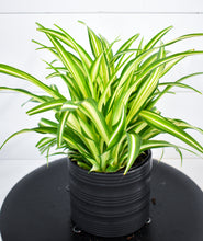 Load image into Gallery viewer, Spider Plant (Pet Friendly)
