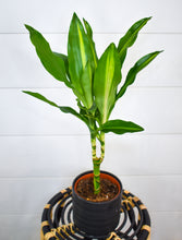 Load image into Gallery viewer, Dracaena, Cintho
