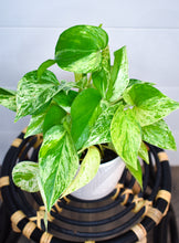 Load image into Gallery viewer, Pothos, Marble Queen

