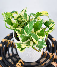 Load image into Gallery viewer, Pothos N&#39; Joy
