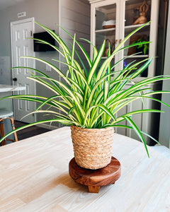 Spider Plant (Pet Friendly)