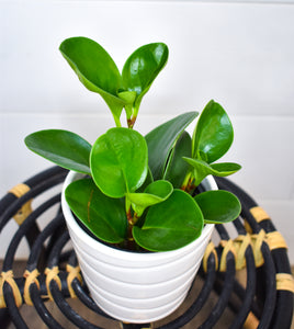 Peperomia Green Large Leaf (Pet Friendly)