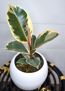 Ficus Elastica, Tineke Rubber Leaf (Air Purifier)