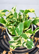 Load image into Gallery viewer, Pothos N&#39; Joy
