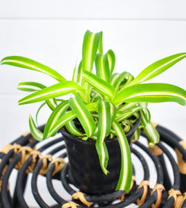 Spider Plant, Curly (Pet Friendly