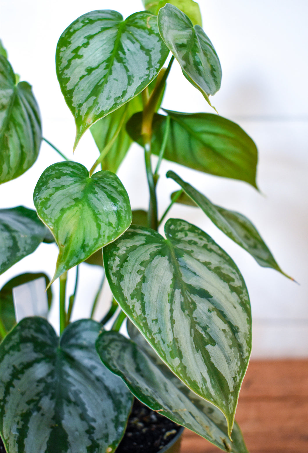 Philodendron Brandtianum - RARE