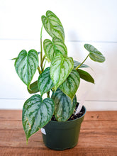 Load image into Gallery viewer, Philodendron Brandtianum - RARE
