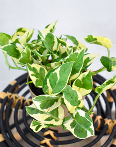 Pothos N' Joy