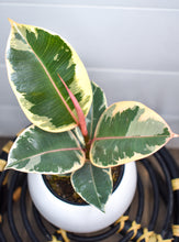 Load image into Gallery viewer, Ficus Elastica, Tineke Rubber Leaf (Air Purifier)
