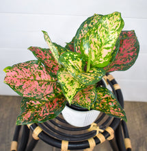 Load image into Gallery viewer, Aglaonema, ‘Red Valentine‘ Chinese Evergreen
