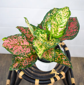 Aglaonema, ‘Red Valentine‘ Chinese Evergreen