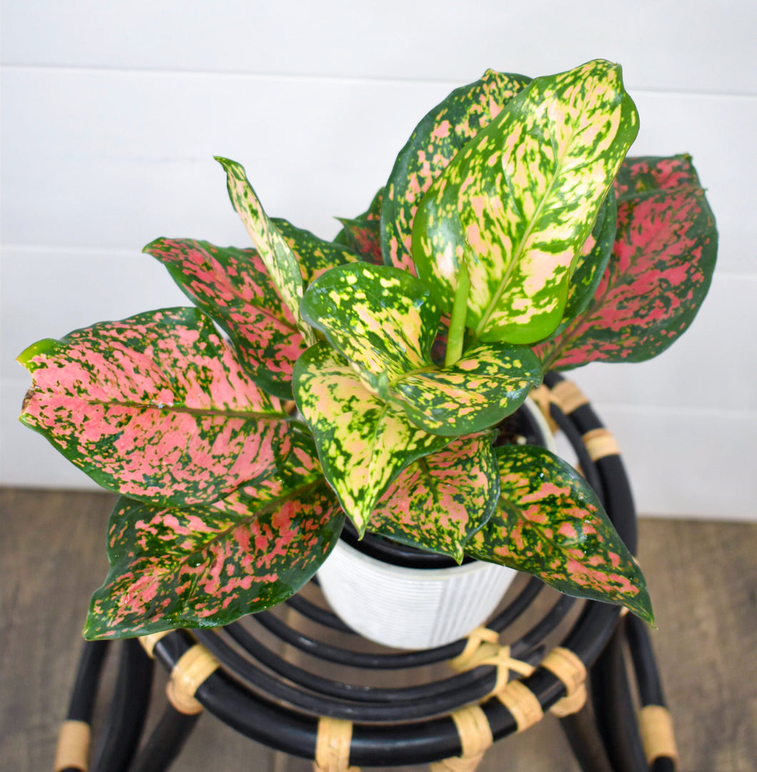 Aglaonema, ‘Red Valentine‘ Chinese Evergreen
