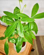 Load image into Gallery viewer, Pachira Aquatica, Money Tree Braid ‘Good Fortune’ (Pet Friendly)

