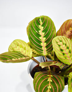 Maranta leuconeura, Red ‘Prayer Plant' (Pet Friendly)