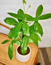 Load image into Gallery viewer, Pachira Aquatica, Money Tree Braid ‘Good Fortune’ (Pet Friendly)
