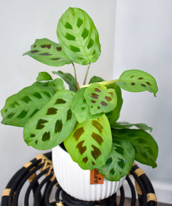 Maranta leuconeura, Green 'Prayer Plant' (Pet Friendly)