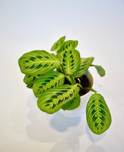 Load image into Gallery viewer, Maranta Leuconeura, Lemon Lime ‘Prayer Plant’ (Pet Friendly)
