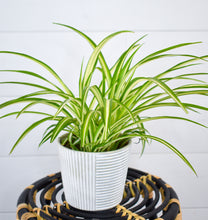 Load image into Gallery viewer, Spider Plant (Pet Friendly)
