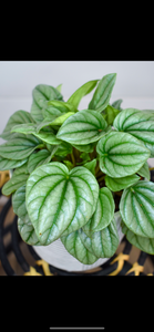 Peperomia, Frost (Pet Friendly)